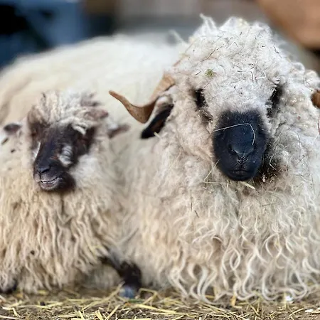 Perau In Appartement Gmünd