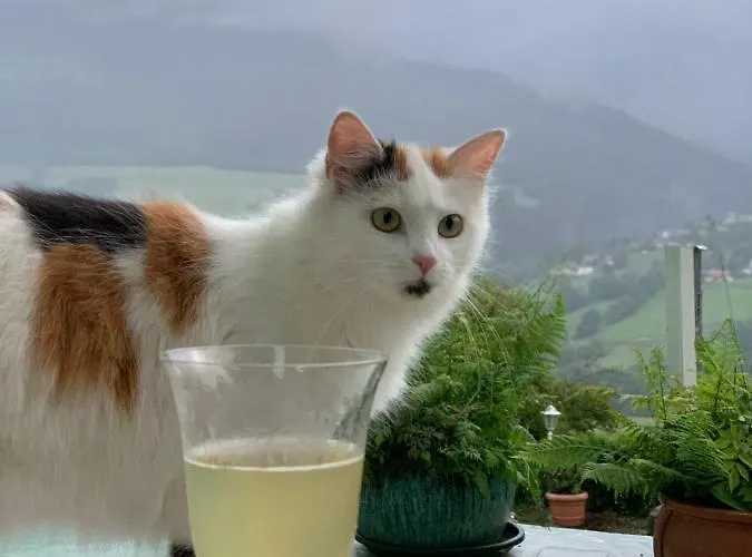 公寓 Perau In Gmünd