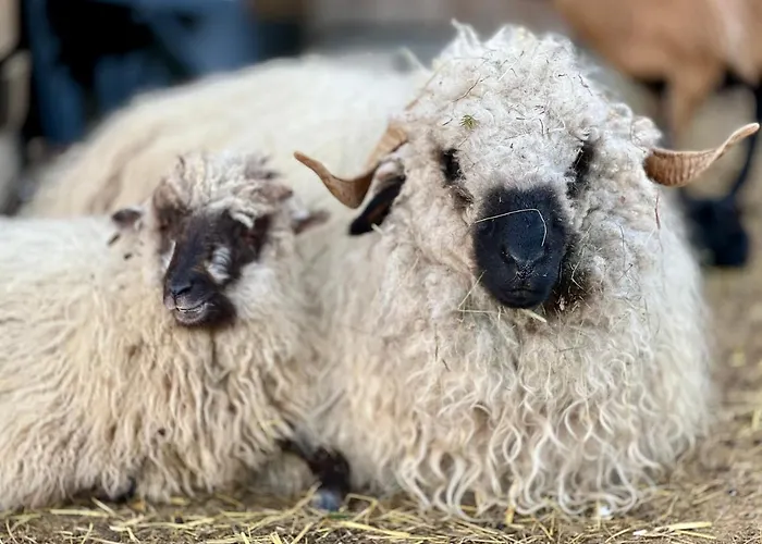 Perau In 公寓 Gmünd